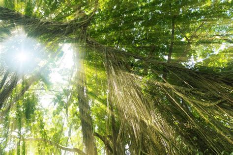 Image result for Eastern Java Bali Rain Forest