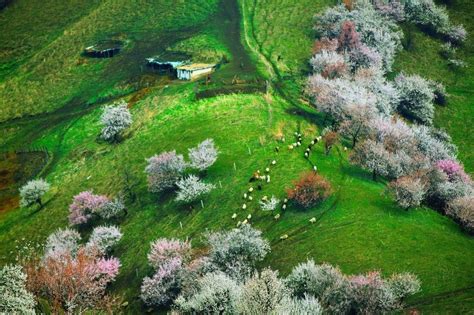 新疆的春天叫伊犁！花海、草原、原野组成了一幅人间最美的画卷|新疆|福寿山|杏花_新浪新闻