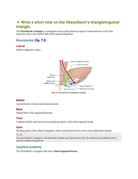 Selective Anatomy Vol 2-17 - Write a short note on the Hesselbach’s ...