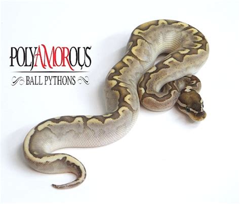 Image result for Voodoo Ball Python