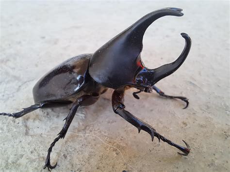 Stag beetle from the Philippines. My wife's family says you can find ...