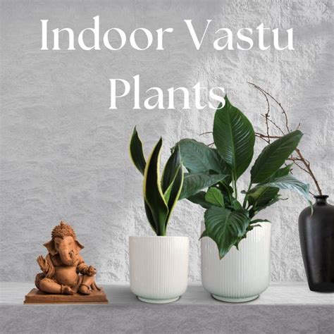 Vastu Plants – Greenkin