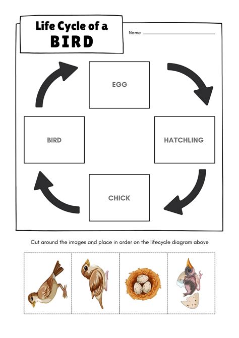 Bird Life Cycle Worksheet