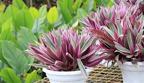 Garden Art Indoor Air Purifying Plants for Home Decor, Office Decor ...