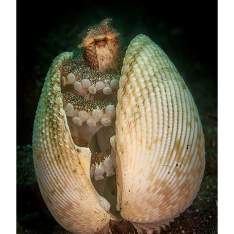 Octopus Shell 的图像结果