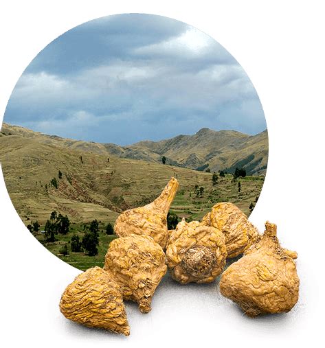 Image result for Macafem vs Maca Root