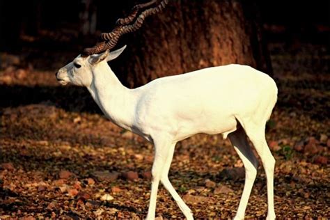 Rare white deer spotted in Assam's Kaziranga National Park