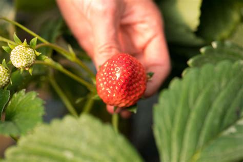 草莓从幼苗到结果多久 - 花百科