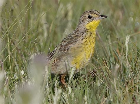 Yellow-breasted Pipit - eBird