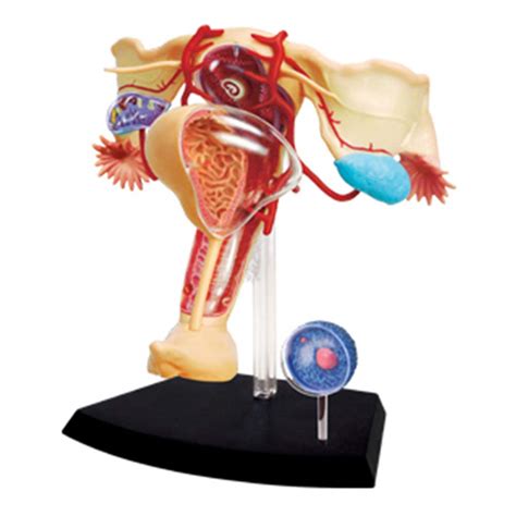 Buy SHUAI Female Genital Organs Model, Uterus Ovary Anatomical Model ...