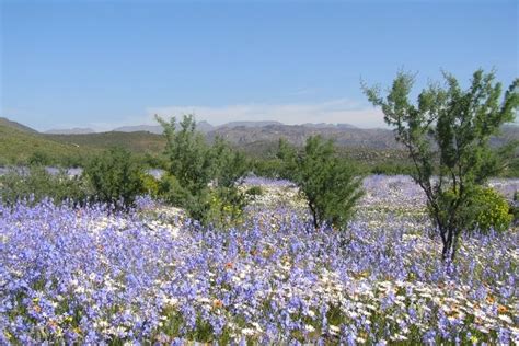 Accommodation near Clanwilliam Wild Flower Show, Clanwilliam