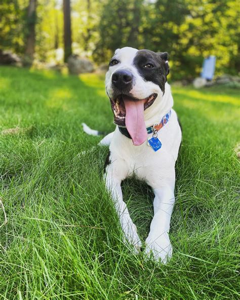 Pitbull Black And White Dog