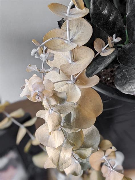 How to Dry Eucalyptus: 2 Easy Ways to Preserve Eucalyptus for Crafts