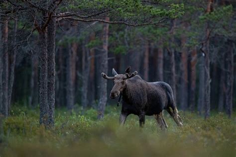 Wildlife In Estonia