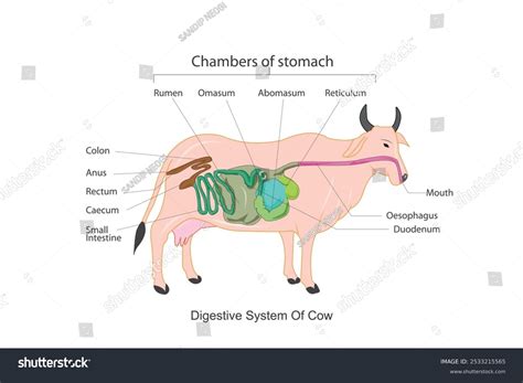 2+ Hundred Cow Digestive System Diagram Royalty-Free Images, Stock ...