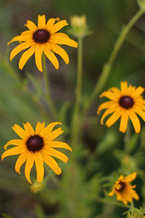 Rudbeckia Hirta Black Eyed Susan