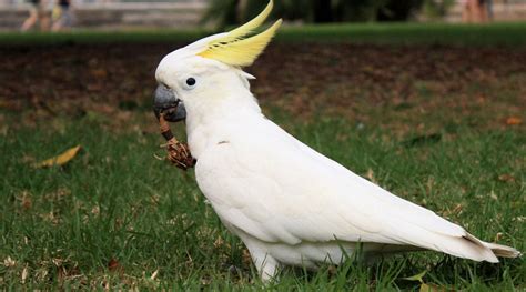 exotic bird for sale in Kolkata, pet for sale in kolkata | www ...