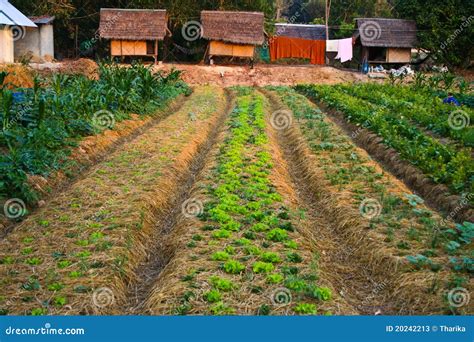 Agriculture,farm,rice ,Thai Farmers Stock Image - Image of farmers, farmer: 20242213