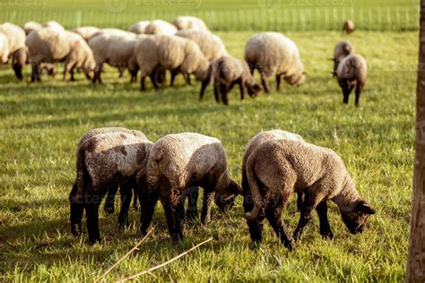 Flock of sheep on field. Sheep and lamb on the meadow eating grass in ...