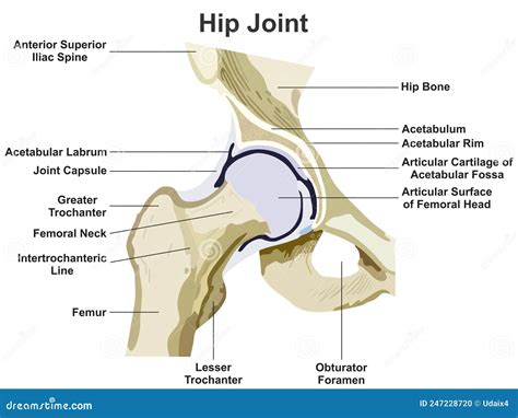 Hip Joint Anatomy Infographic Diagram Stock Vector - Illustration of ...