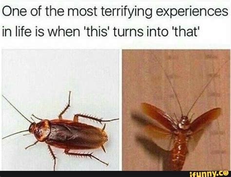 Cockroach Meme 的图像结果