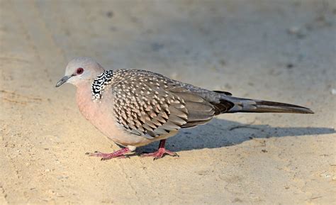 Spotted Dove | President of India