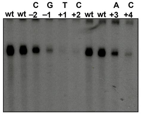 Initiator-Directed Transcription: Fission Yeast Nmtl Initiator Directs ...