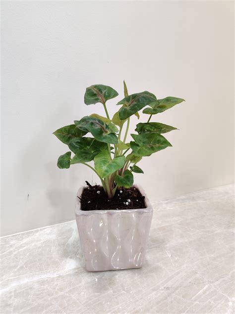 Elegant Green Syngonium: Perfect Corporate Plant Gift – ChhajedGarden.com