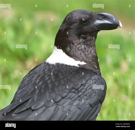 African white necked raven hi-res stock photography and images - Alamy