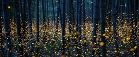 Natural World 的图像结果