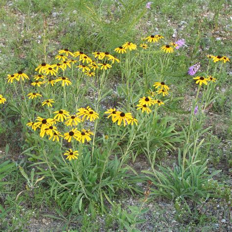 Rudbeckia laciniata (Cutleaf Coneflower)