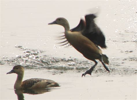 Birding further afield: Santragachhi Bird Census