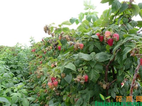树莓种植条件-种植技术-中国花木网