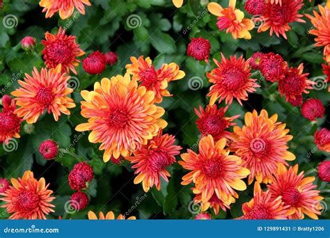 Yellow And Orange Flower Images
