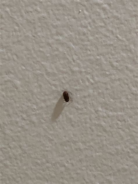 Tiny Red Bugs In Bathroom