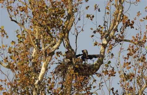 National Conservation Training Center eagles | FWS.gov