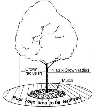 Image result for How Do You Fertilize a Tree