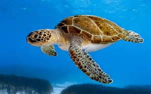 Deadly (and Illegal) Sea Turtle Stew Kills 3 - A-Z Animals