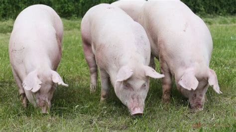 7 Largest Pig Breeds You Should Know for Better Meat Production