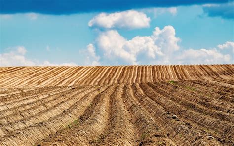 Potato field after sowing rows of landings go over the horizon ...