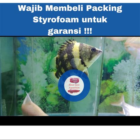 Promo Ikan Datz NGT Papua Body Tebal Bar Tebal Simetris Warna Cerah ...