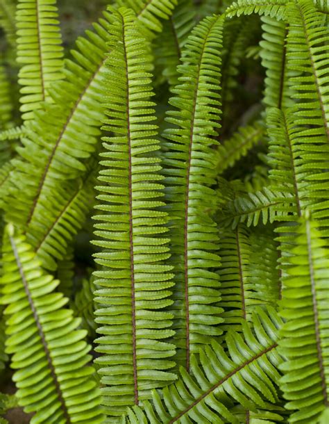 Image result for Humidity in Plants