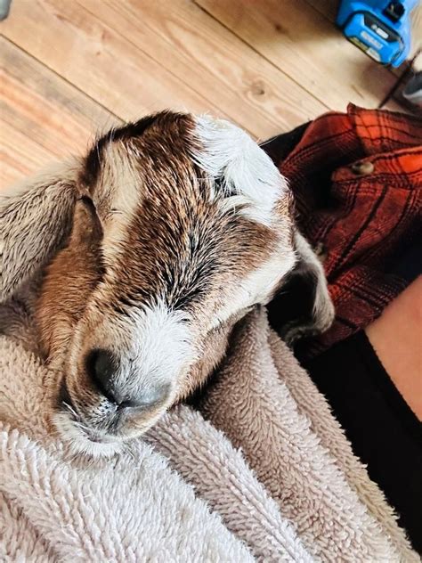 Goat Milk Candle Class ? ?️ , 3051 Howard Ave., Oviedo, FL, 23 March ...