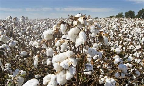 Cotton Farming: कापूस उत्पादकांचे टेन्शन वाढले! पिकावर रोगाचा ...