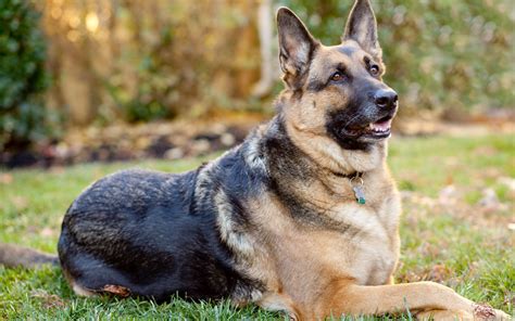 German Shepherd Dog Information, Facts, Photos | DogExpress