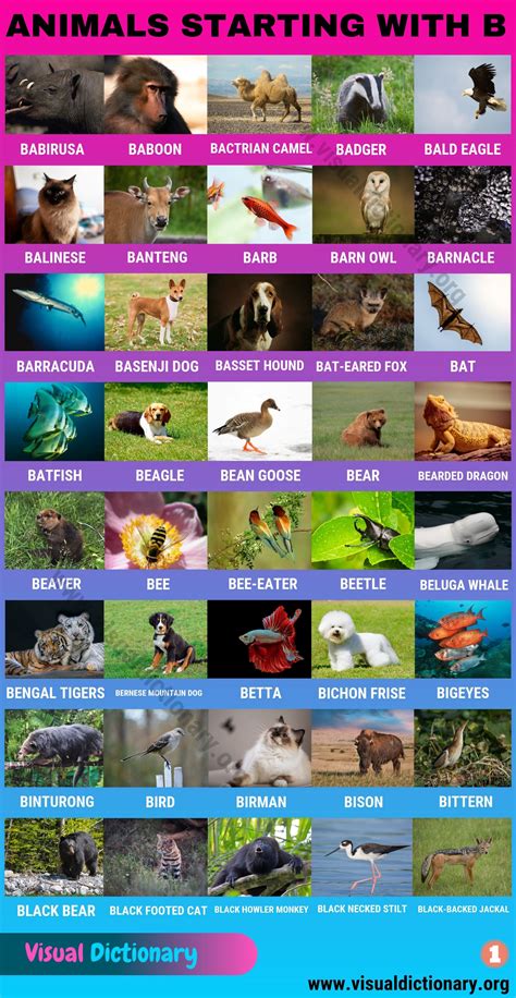Rare Animals That Start With B at Keith Herrera blog