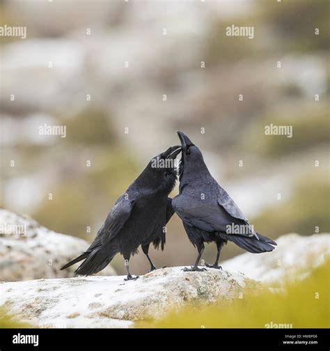 Ravens kissing hi-res stock photography and images - Alamy