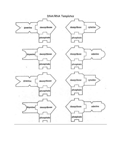 Image result for DNA Replication Lab