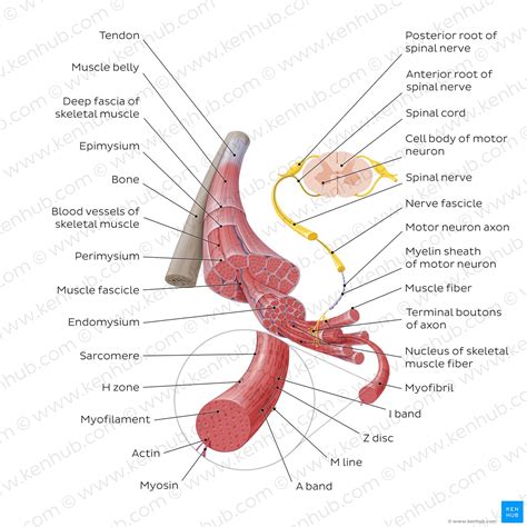 Image result for Skeletal Muscle Structure Labeled