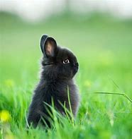 Image result for Dwarf Bunny in Hand